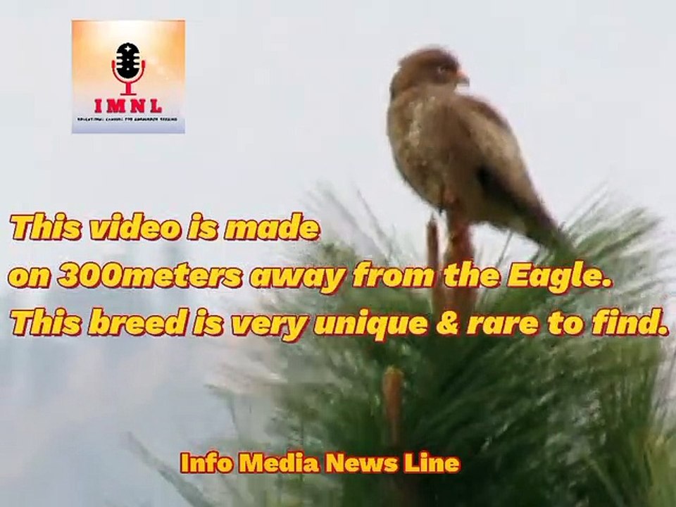 Himalayan Eagle video