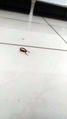 Moradora de Umuarama encontra escorpião enquanto estava lavando a calçada