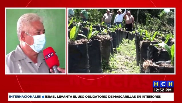 Un repunte en las exportaciones, reportan productores de aceite de palma