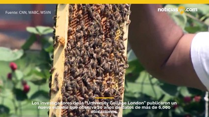 La actividad humana está empujando a partes del mundo hacia un apocalipsis de insectos, sugiere un estudio