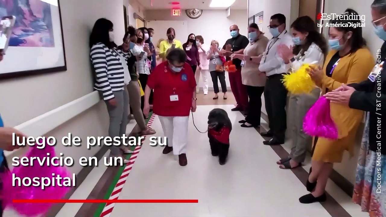 Perro recibe calle de honor tras su jubilación
