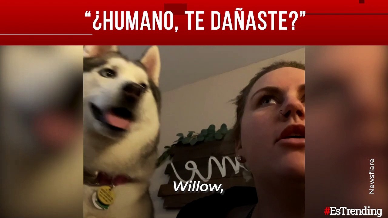 "¿Humano, te dañaste?"