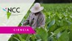 Escasez de fertilizantes en Cuba golpea la producción de habanos