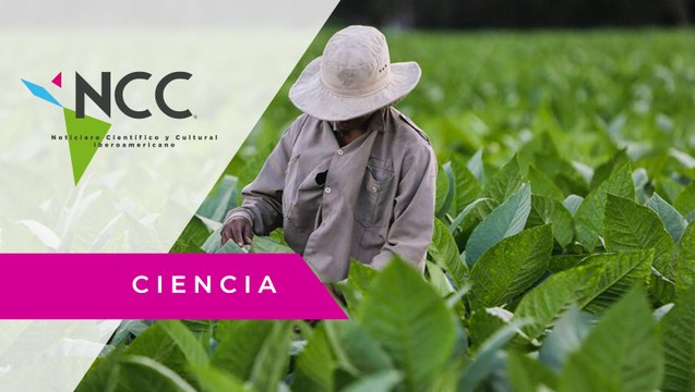 Escasez de fertilizantes en Cuba golpea la producción de habanos