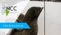 Un pingüino nacido en un zoológico mexicano es 