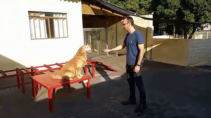 Adestramento é sinônimo de qualidade de vida para seu cão