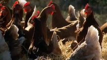 Chocolate Eggs may be on your mind at the moment, but it's chook eggs which are set to be in short supply as producers in Tasmania and across the nation attempt to catch up with rampaging demand.