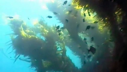 A new study has found millions of pieces of polystyrene are entering Melbourne's Yarra river every year... with much of it linked back to the construction industry