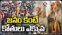 Monkeys Count Increased In The Country More Then Human Population | V6 Teenmaar