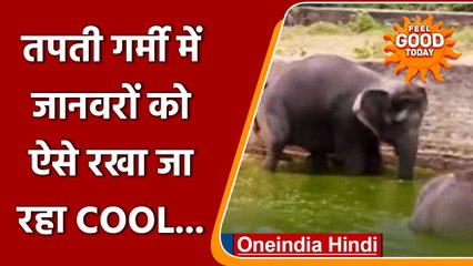 Odisha: Nandankanan Zoo में Animals को Cool रखने के लिए किए गए खास इंतजाम | वनइंडिया हिंदी