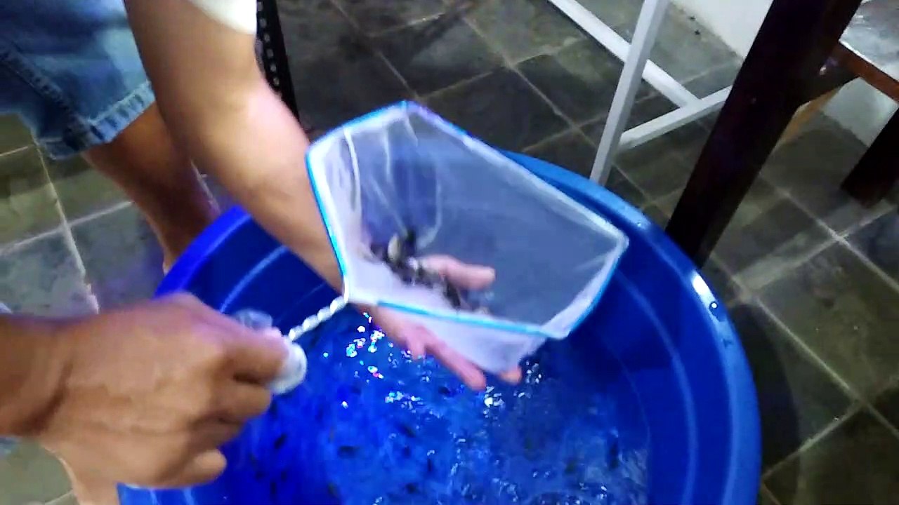 EXPENSIVE FISH