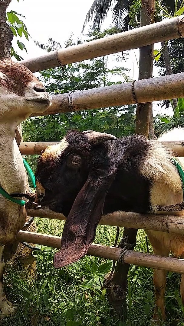 Goats making out