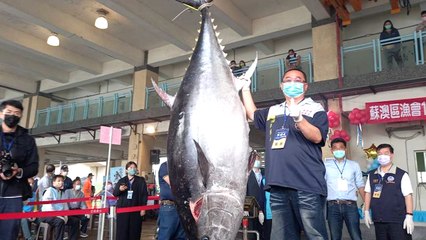 「蘇澳第一鮪」今早拍出！每公斤7000元 總價189萬7000元