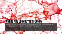 What Are Leukocytes - FindaTopDoc