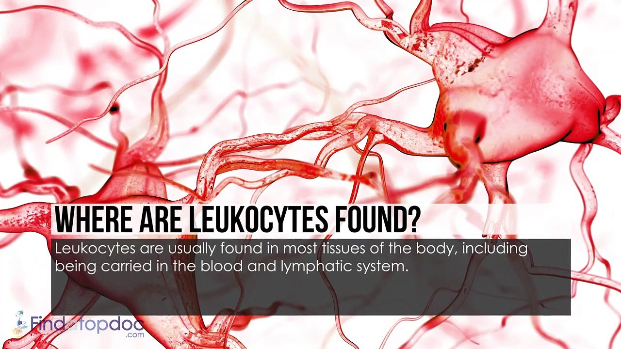 What Are Leukocytes - FindaTopDoc