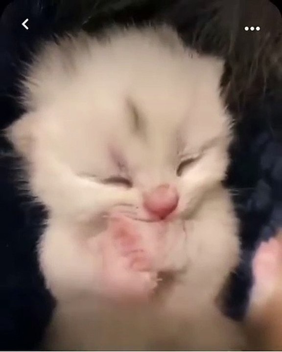 Cat chat funny
