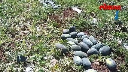 खडकाला फोडला पाझर...२ महिन्यात दीड लाखाचं उत्पन्