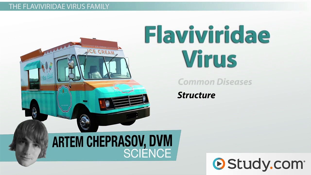 West Nile Virus, Yellow Fever, and Hepatitis C- The Flaviviridae Virus Family