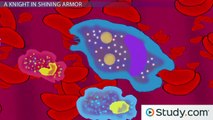 Granulocytes- Types and Functions