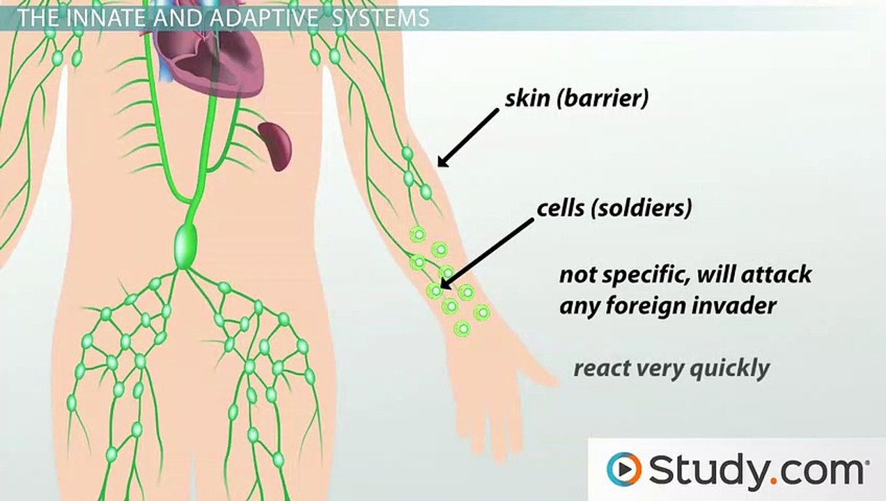 What Is the Immune System- - Our Body's Defense Against Pathogens
