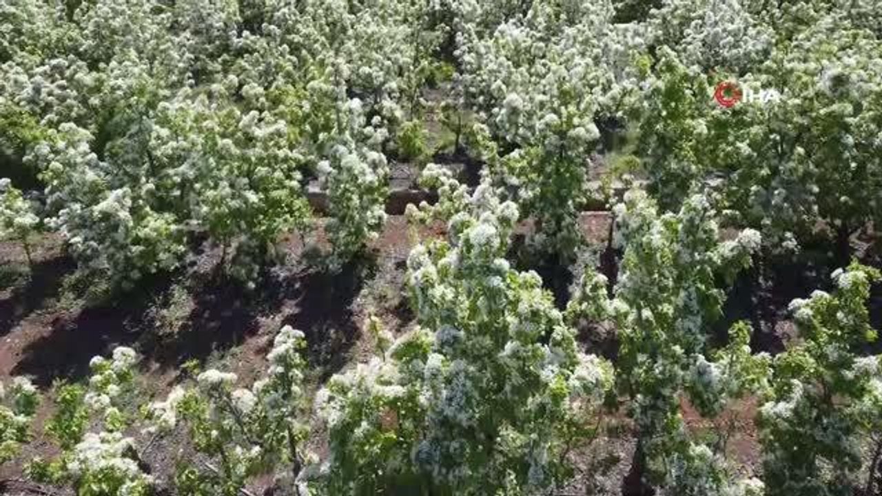 Meyve bahçelerinde açan çiçekler görsel şölen sunuyor