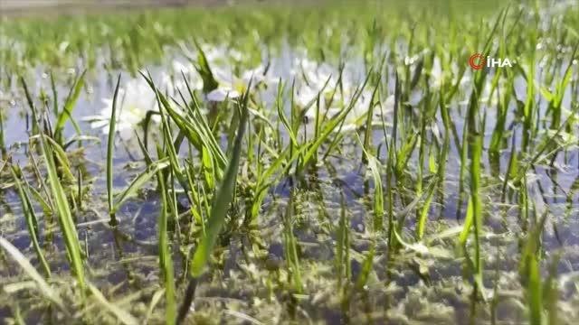 Ağrı'da İlkbaharla canlanan doğa manzarasıyla ziyaretçilerini mest ediyor