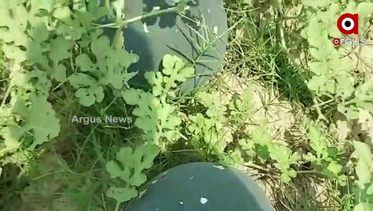 Sambalpur Farmer earns 1 Lakh rupees profit in 3 months from watermelon Cultivation