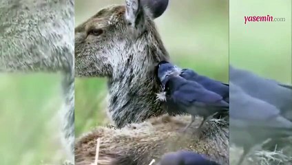 Küçük kargaların o halini görenler hayran kaldı!