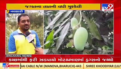 Navsari _ Unseasonal rain increases farmers' worries _Gujarat _TV9GujaratiNews