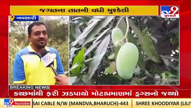 Navsari _ Unseasonal rain increases farmers' worries _Gujarat _TV9GujaratiNews