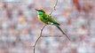 Blue Cheeked Bee eater (Merops persicus)