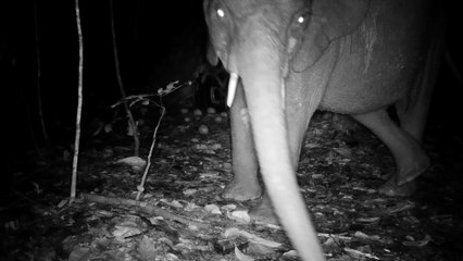 Elefante alimentándose por la noche en Gabón, África