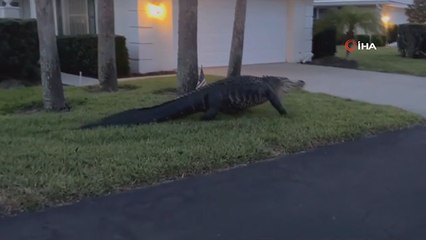 Florida'da dev timsah evlerin bahçelerinde gezdi