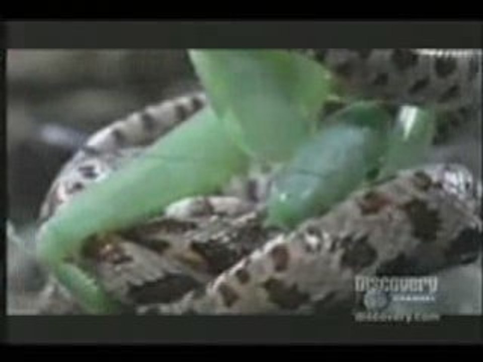 Praying Mantis Attacks Snake!