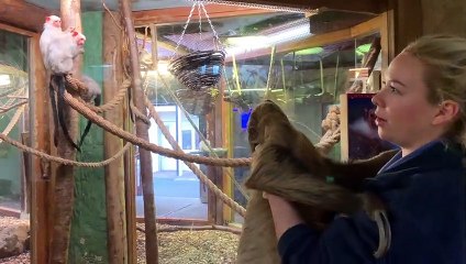 Amelia and Gordon's morning routine at Drusillas