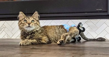 Abandonnée dans une ferme, ce chaton handicapé a conquis la toile grâce à son incroyable courage