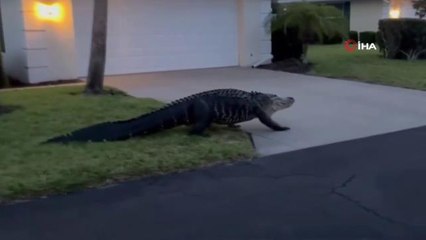 Florida'da dev timsah evlerin bahçelerinde gezdi