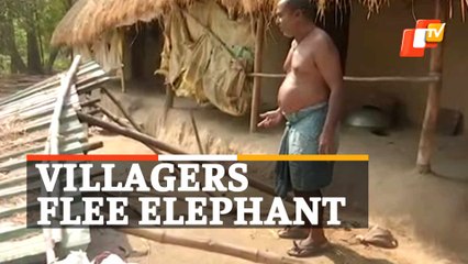 Elephant Menace: Families Flee Villages In Odisha’s Balasore