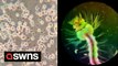 US student captures mesmerising videos of snails, tooth plaque and BLOOD under microscope