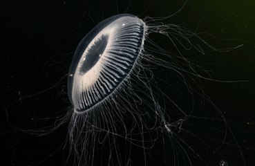 Killer alien jellyfish could be lurking on Jupiter