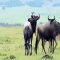 Birth of a baby wildebeest Masai Mara Kenya 