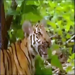 The times when monkeys tease the king of the jungle