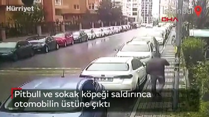 Pitbull ve sokak köpeği saldırınca otomobilin üstüne çıktı