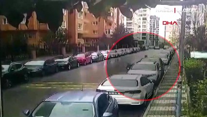 Maltepe'de pitbull ve sokak köpeği sokakta yürüyen yayanın kabusu oldu