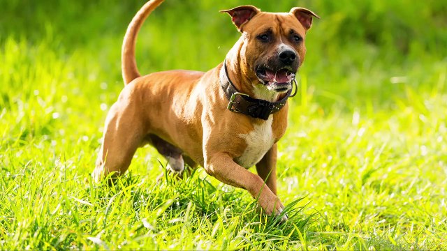 Mordu au visage par son chien, un enfant de 2 ans subit des centaines de points de sutures