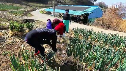 한국기행 - Korea travel_나물 찾아 봄 4부- 진도 봄맛 공양_#001