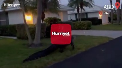 Florida'da dev timsah evlerin bahçelerinde gezdi