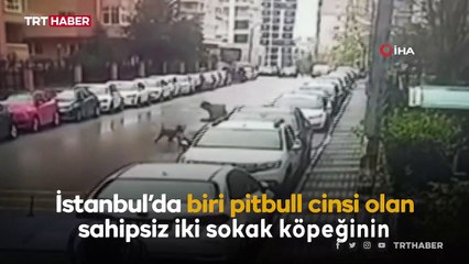 Köpeklerin saldırısından otomobilin üzerine çıkarak kurtuldu