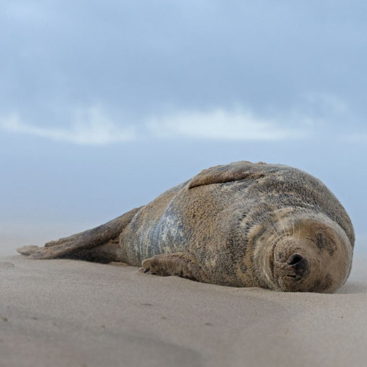 Eine Robbe geht in Rhea