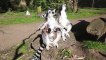 Lemur twins  at Woburn Safari Park